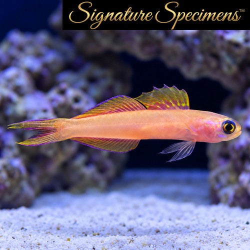 Kaguya dartfish