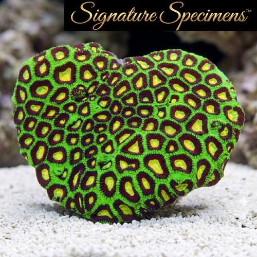Brain Favia Ultra Color