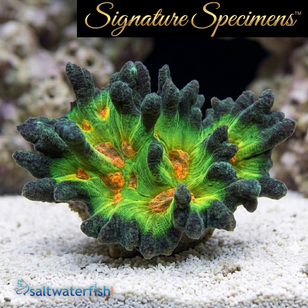 Spiny Cup Ultra Color