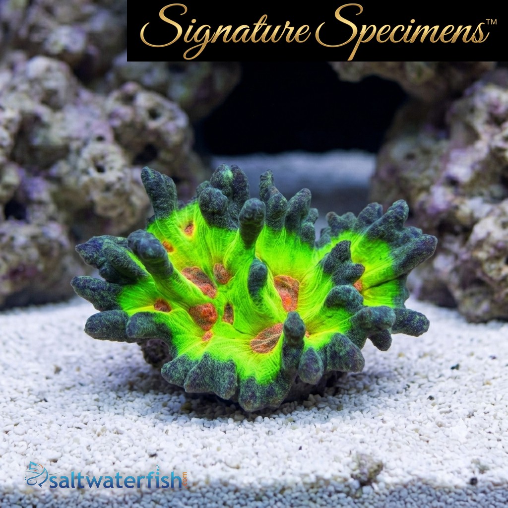 Spiny Cup Ultra Color