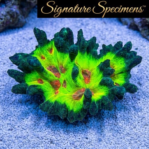 Spiny Cup Ultra Color