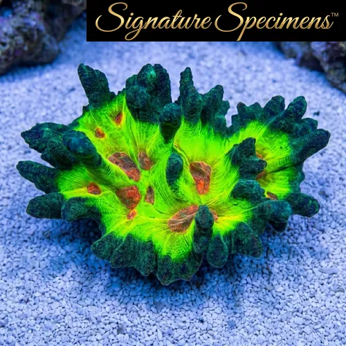 Spiny Cup Ultra Color