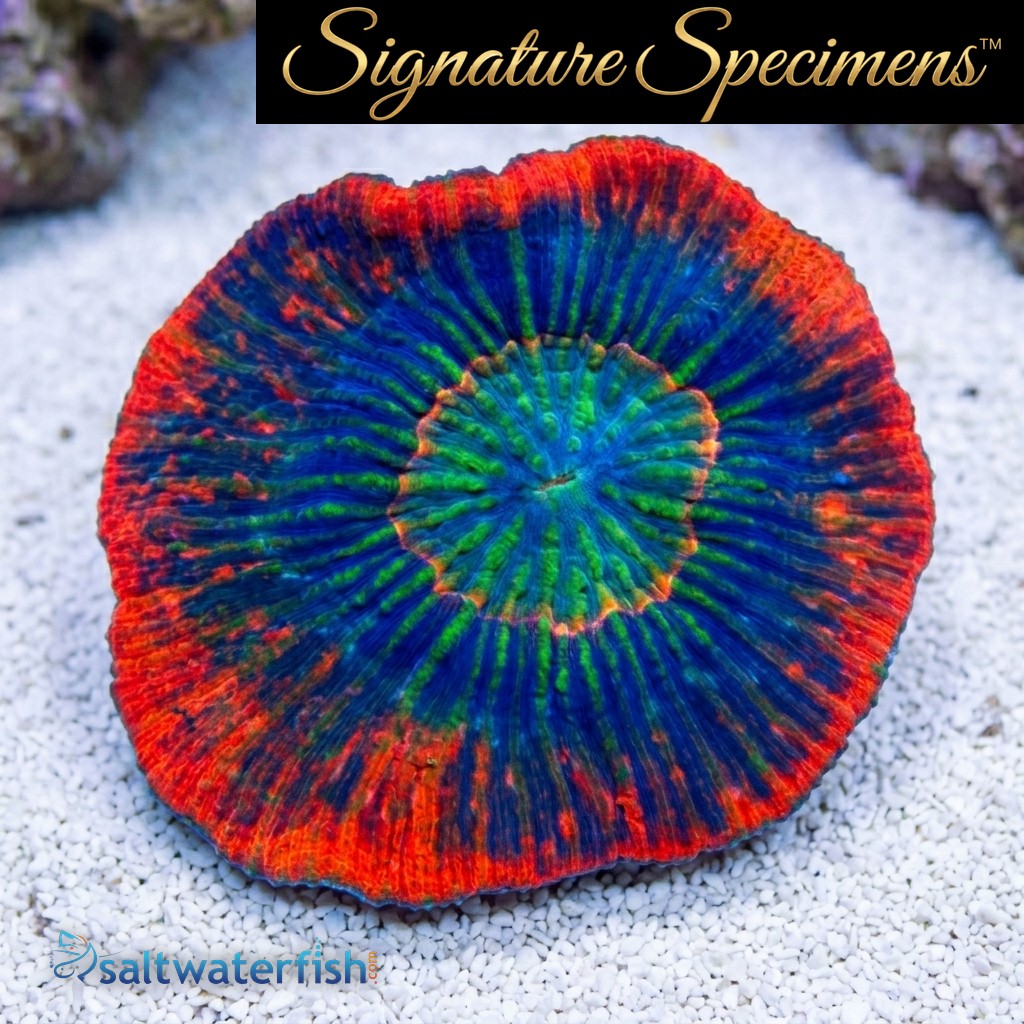 Scolymia Ultra Color