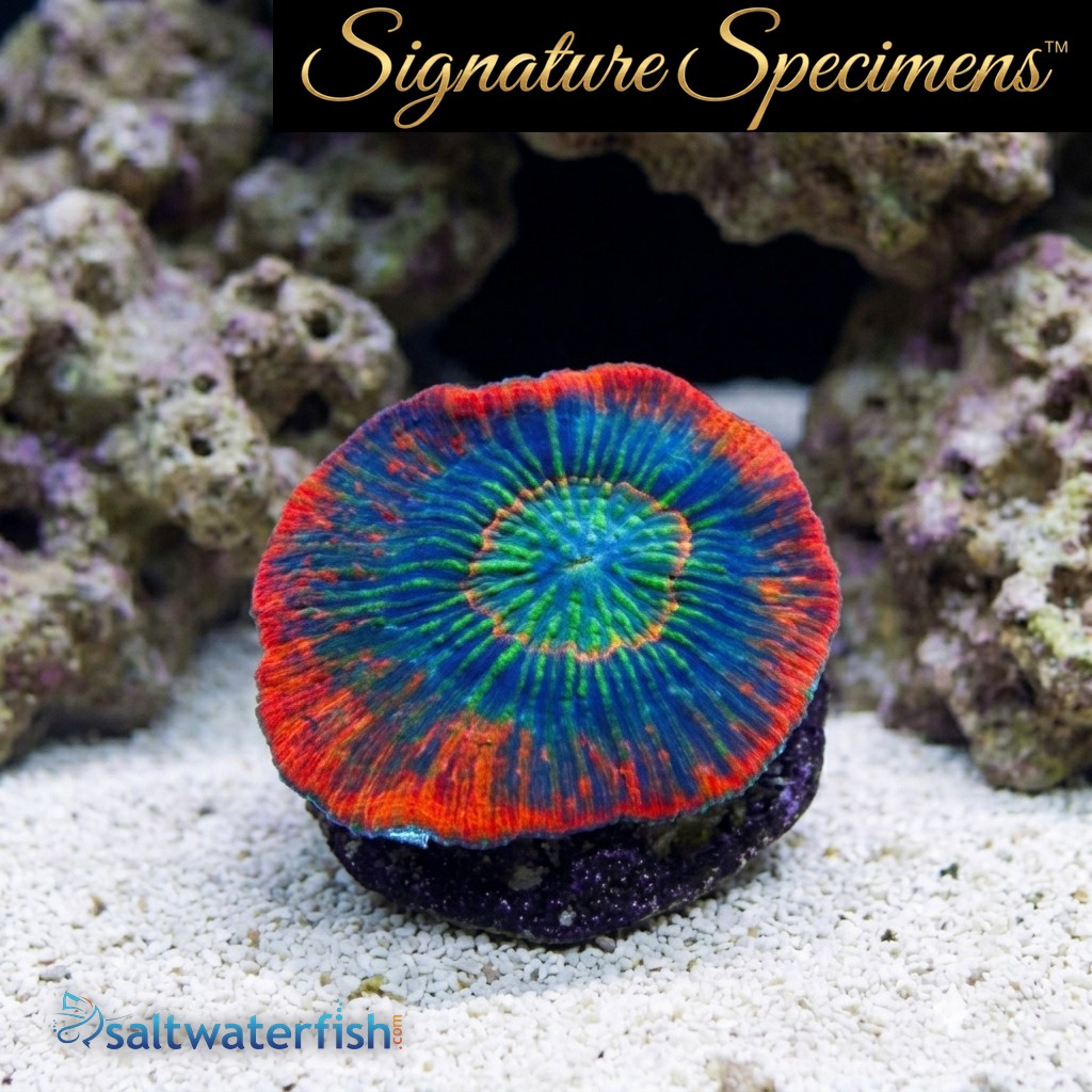 Scolymia Ultra Color