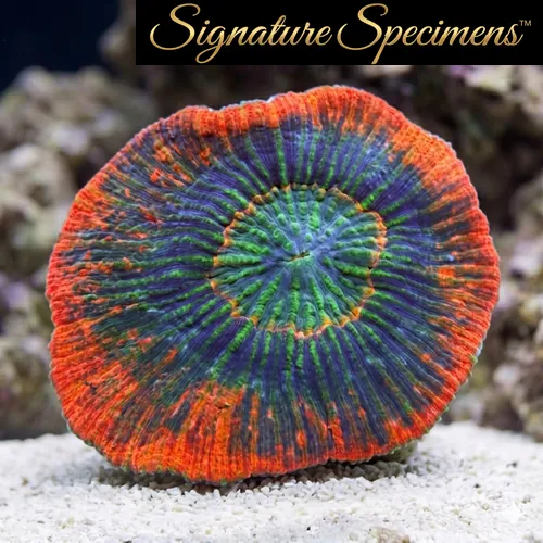 Scolymia Ultra Color