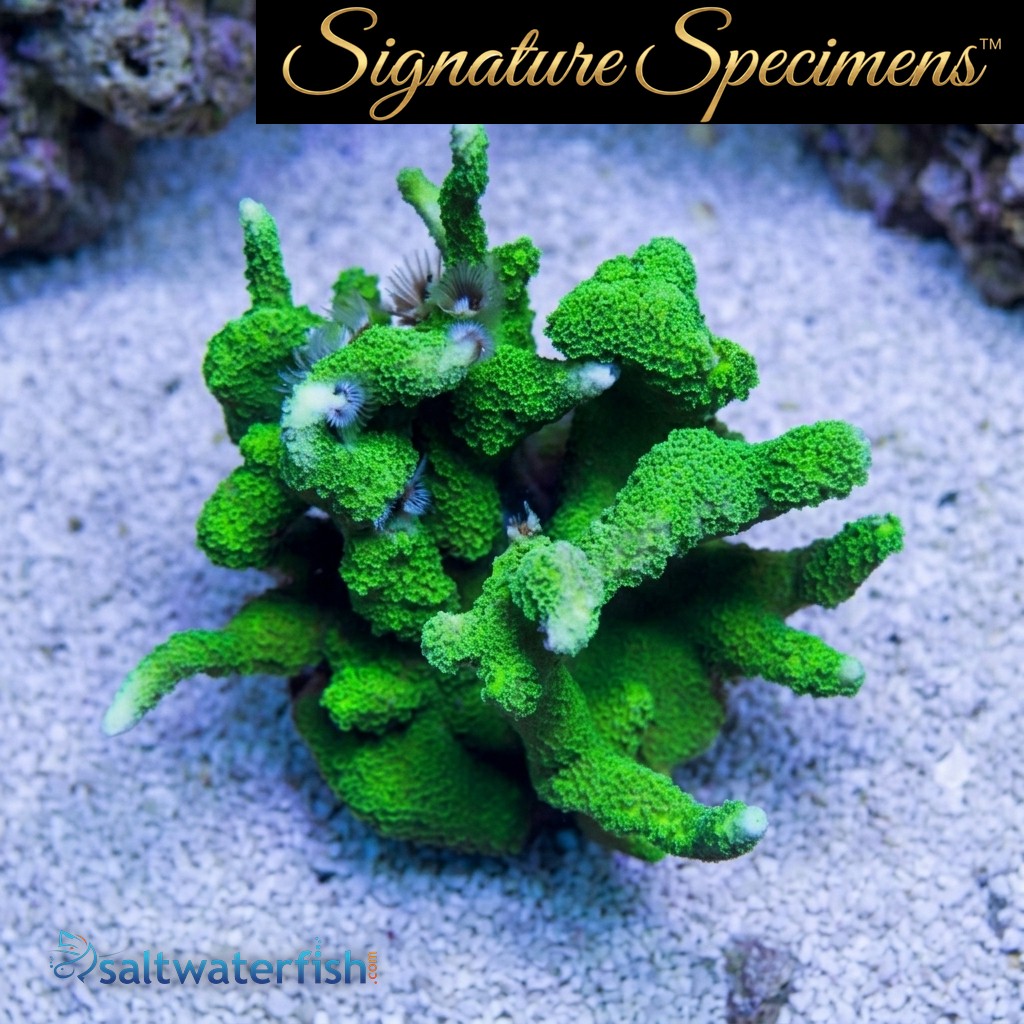 Montipora Ultra