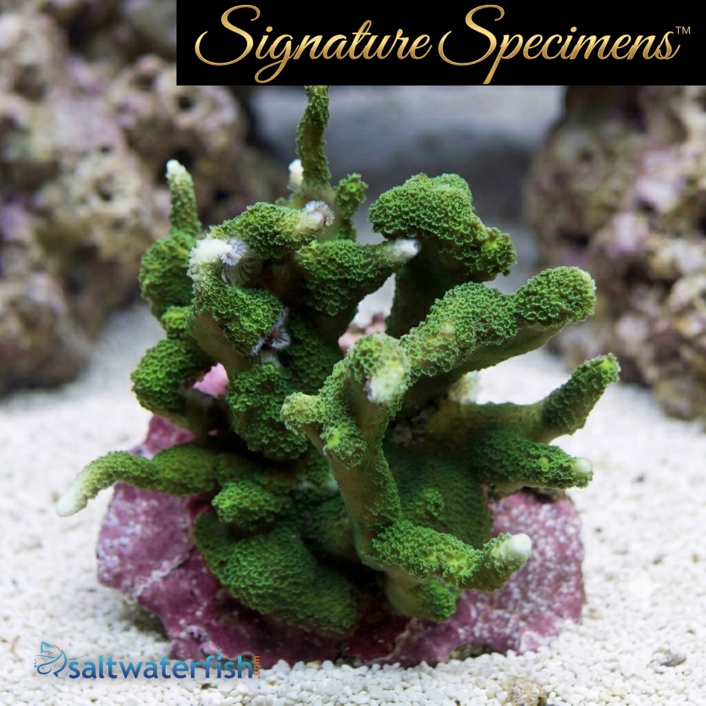 Montipora Ultra
