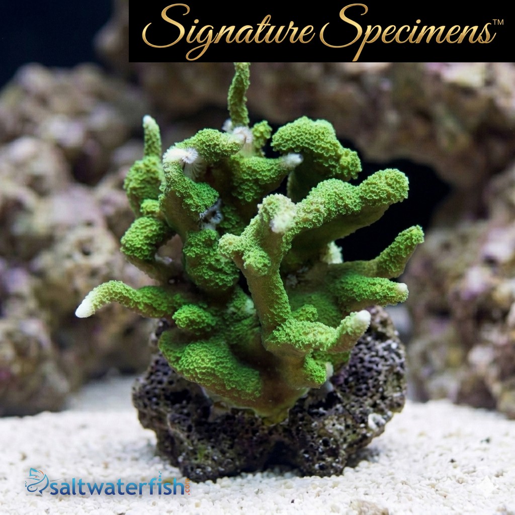 Montipora Ultra