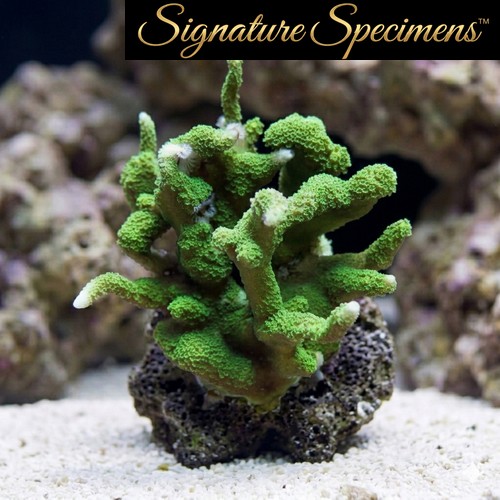 Montipora Ultra