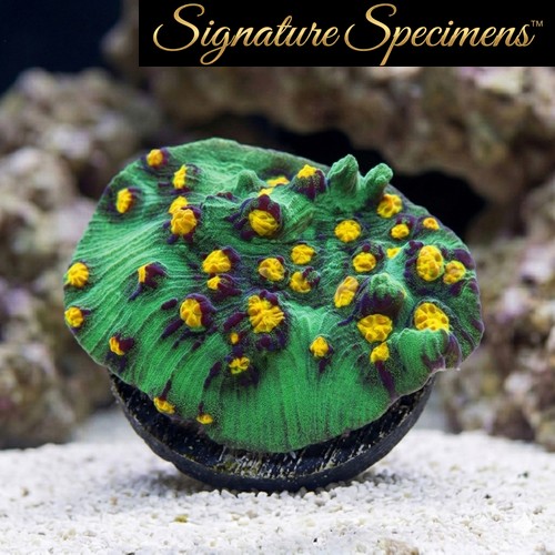 Chalice Mycedium