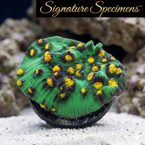Chalice Mycedium
