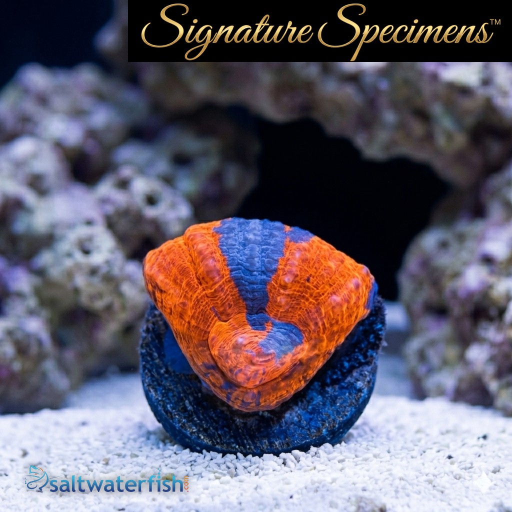 Scolymia Ultra