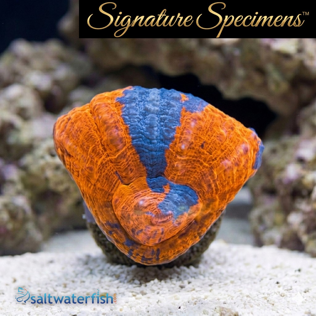 Scolymia Ultra