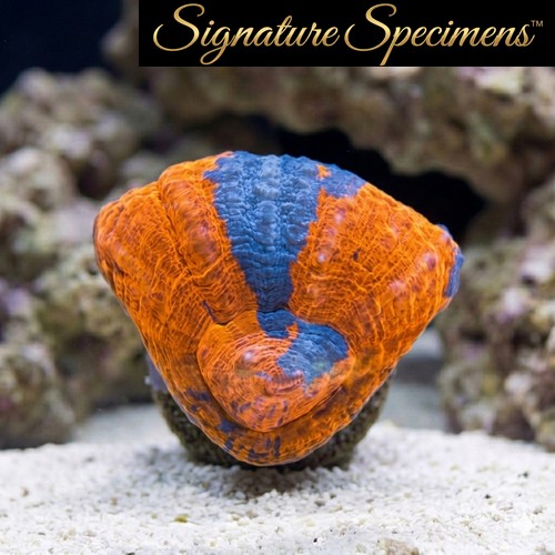 Scolymia Ultra