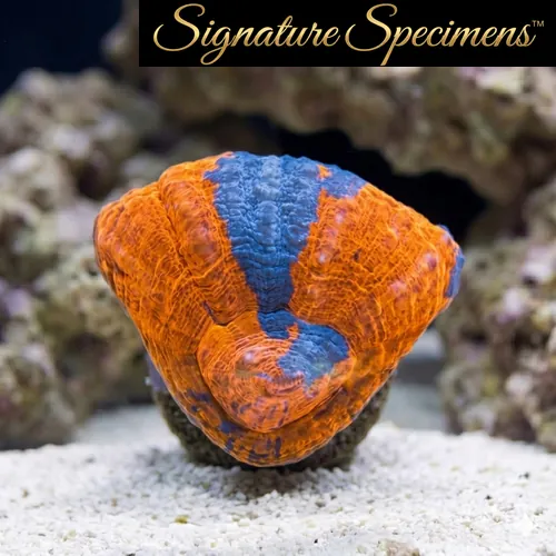 Scolymia Ultra
