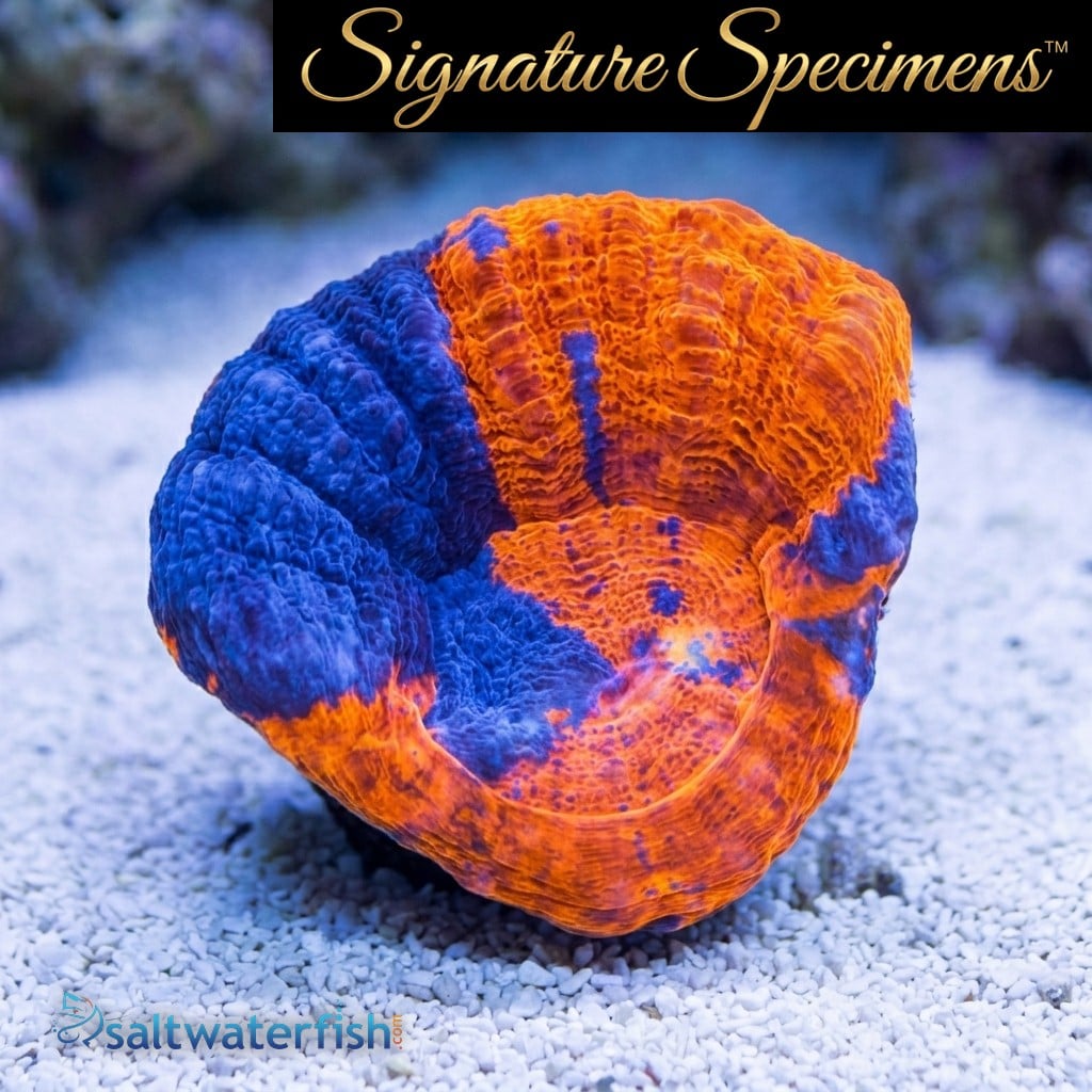 Scolymia Ultra