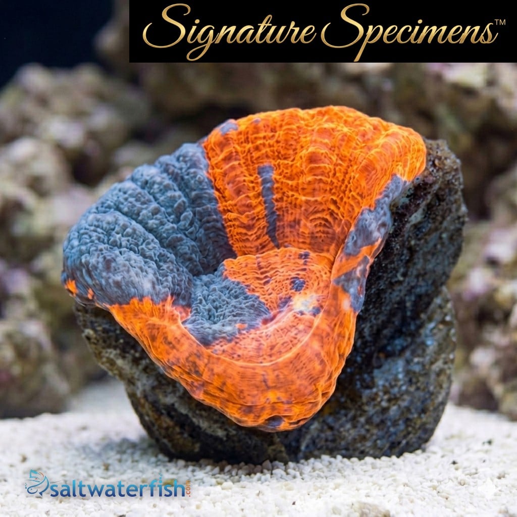 Scolymia Ultra