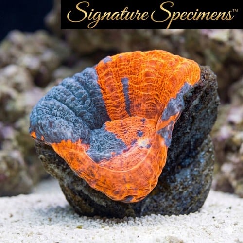 Scolymia Ultra