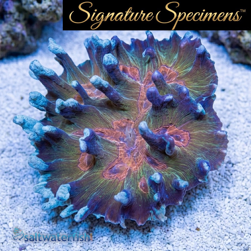 Spiny Cup Ultra Color