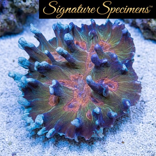 Spiny Cup Ultra Color