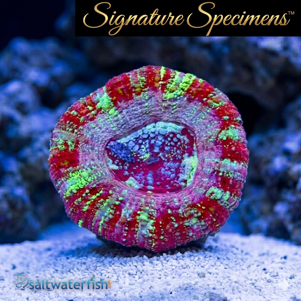 Acanthastrea Ultra Color