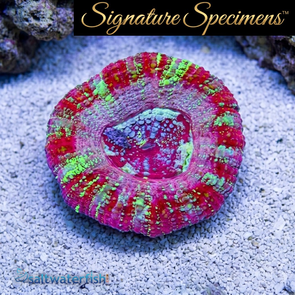 Acanthastrea Ultra Color