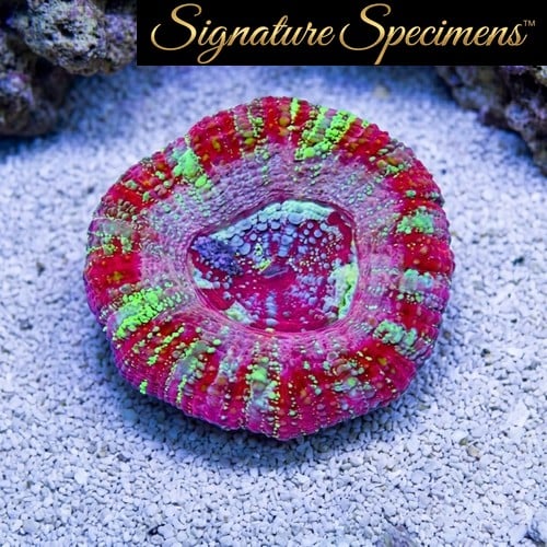 Acanthastrea Ultra Color