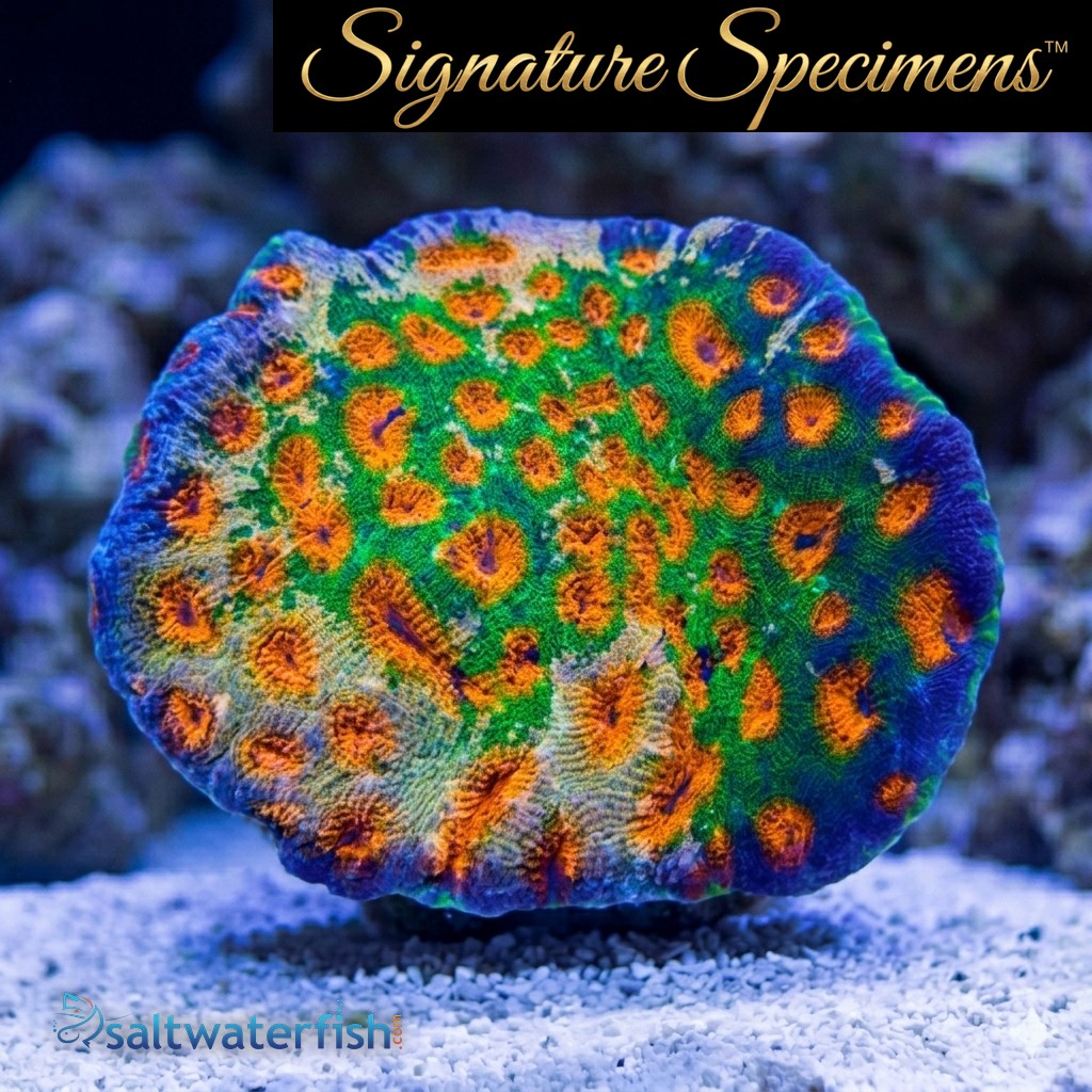 Acanthastrea Ultra Color