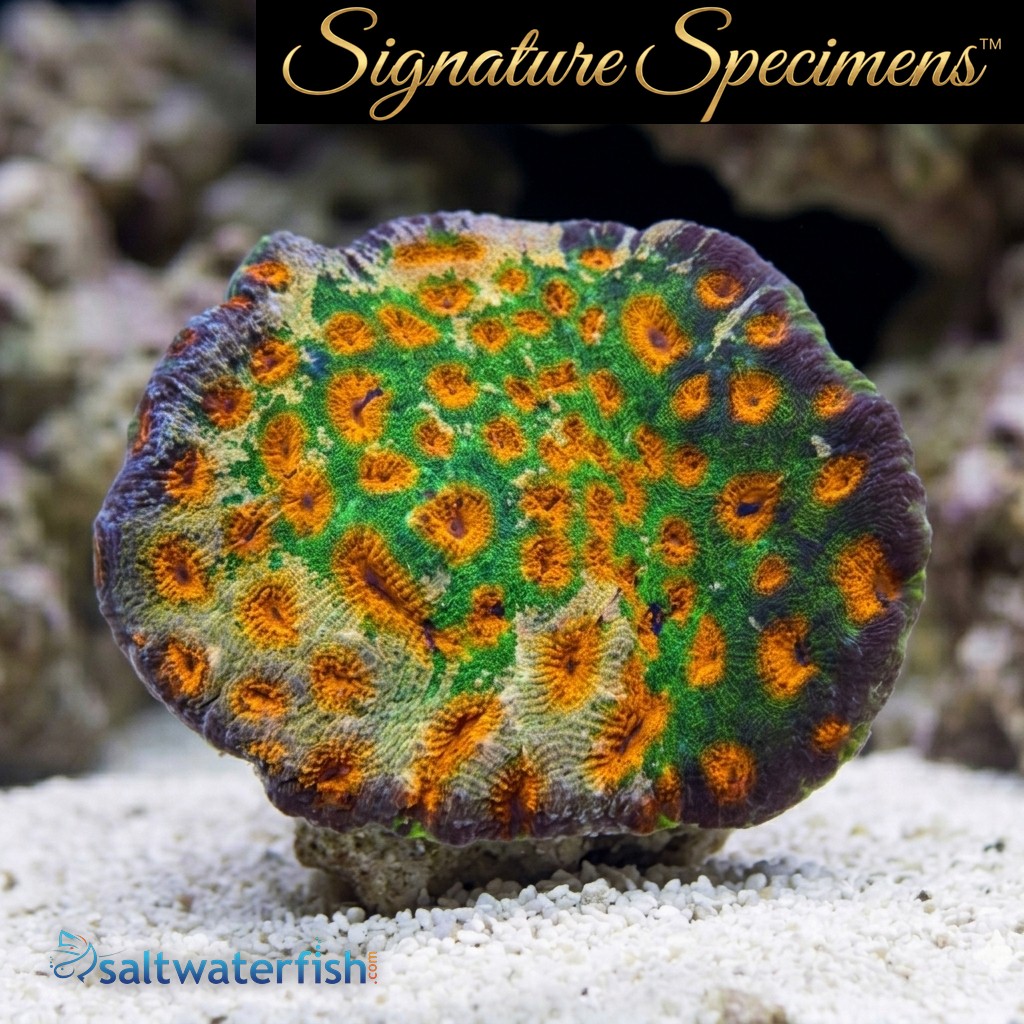 Acanthastrea Ultra Color