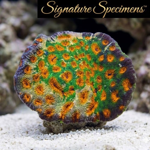 Acanthastrea Ultra Color