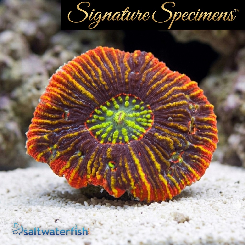 Scolymia Ultra Color