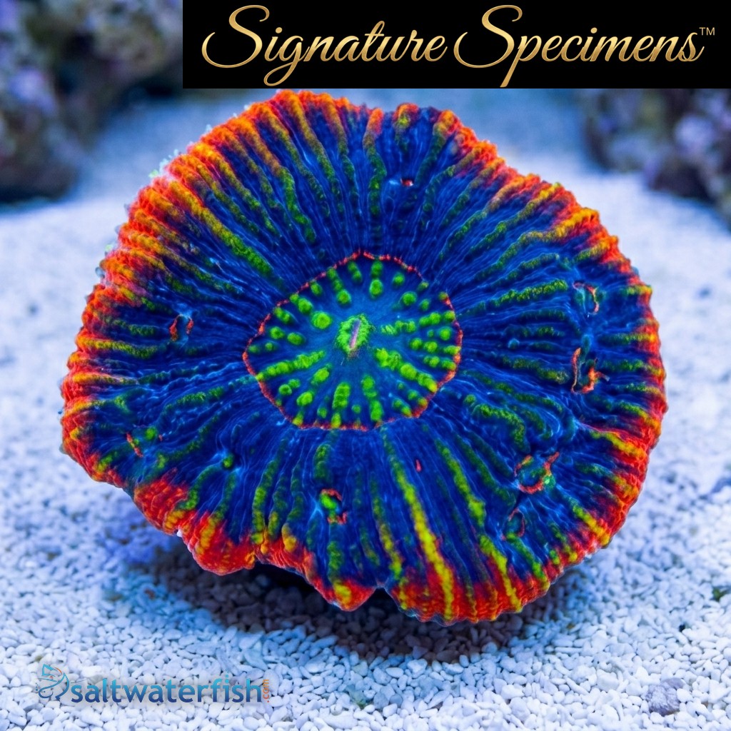 Scolymia Ultra Color