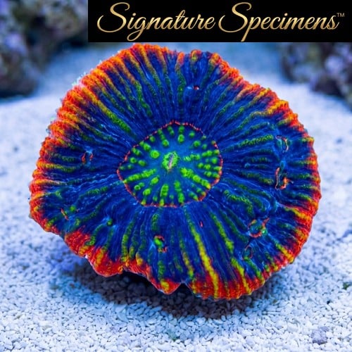 Scolymia Ultra Color
