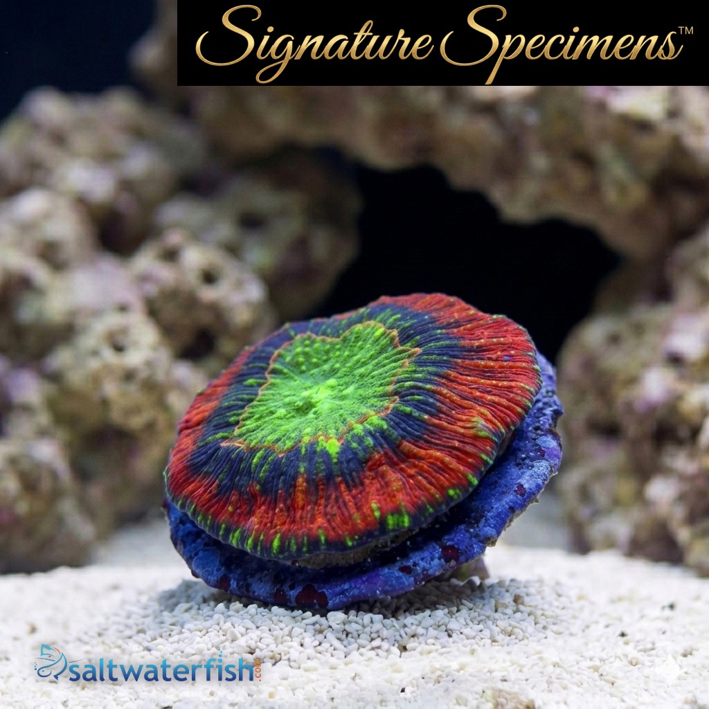 Scolymia Ultra Color