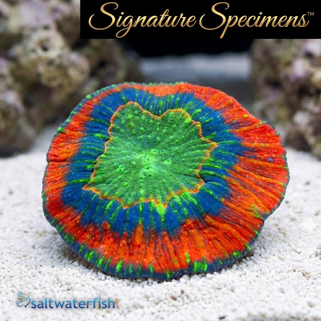 Scolymia Ultra Color