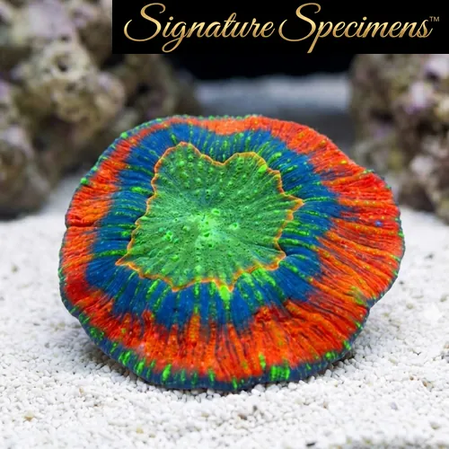 Scolymia Ultra Color