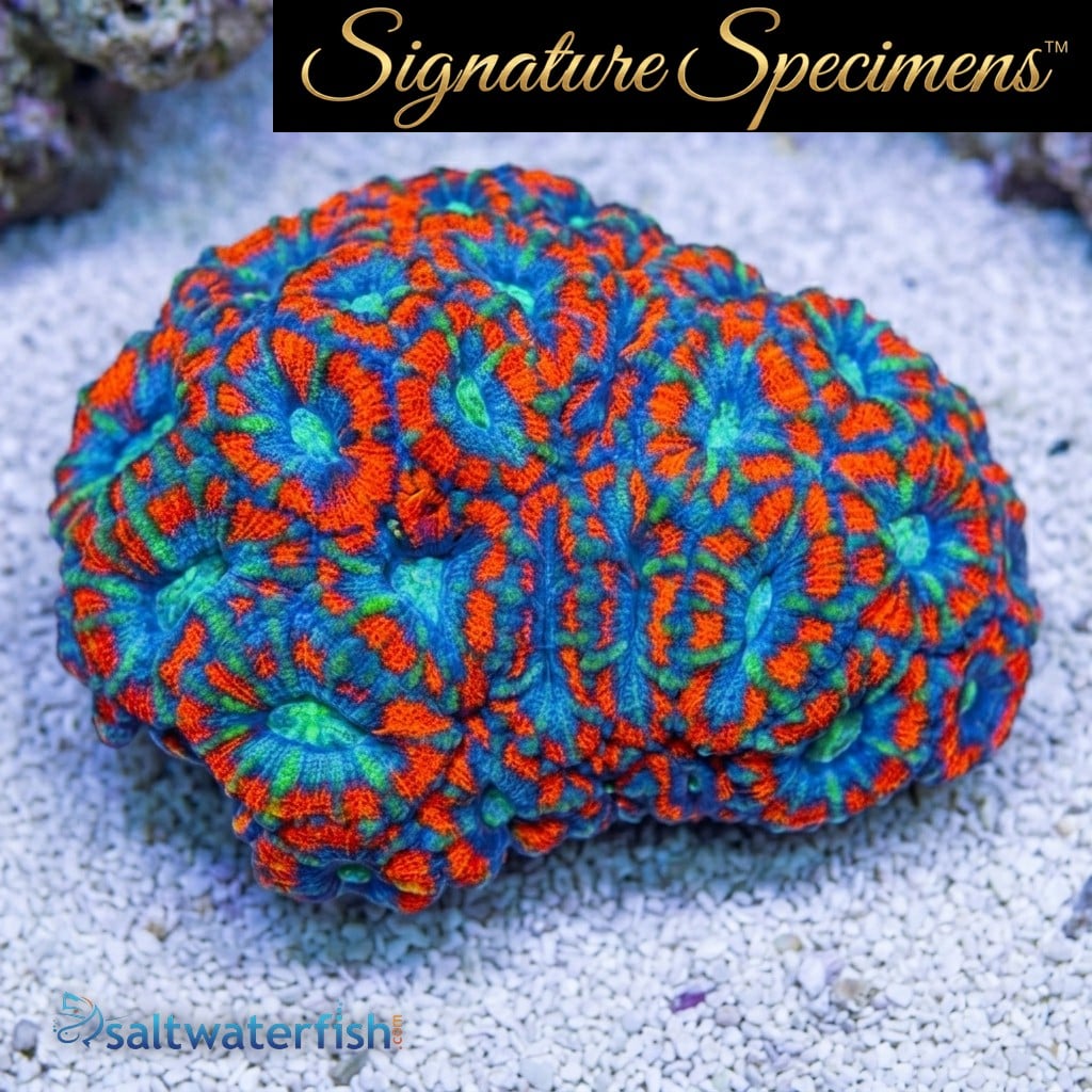Acanthastrea Ultra Color