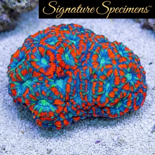 Acanthastrea Ultra Color