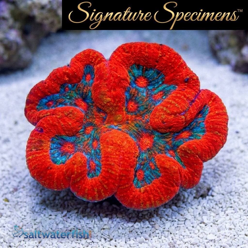 Brain Open Ultra Color