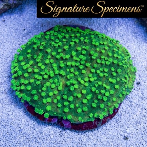 Montipora Ultra