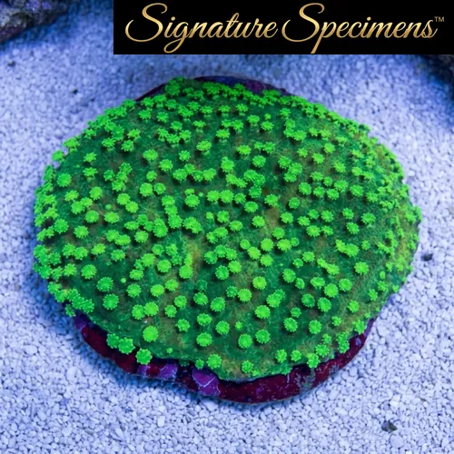 Montipora Ultra