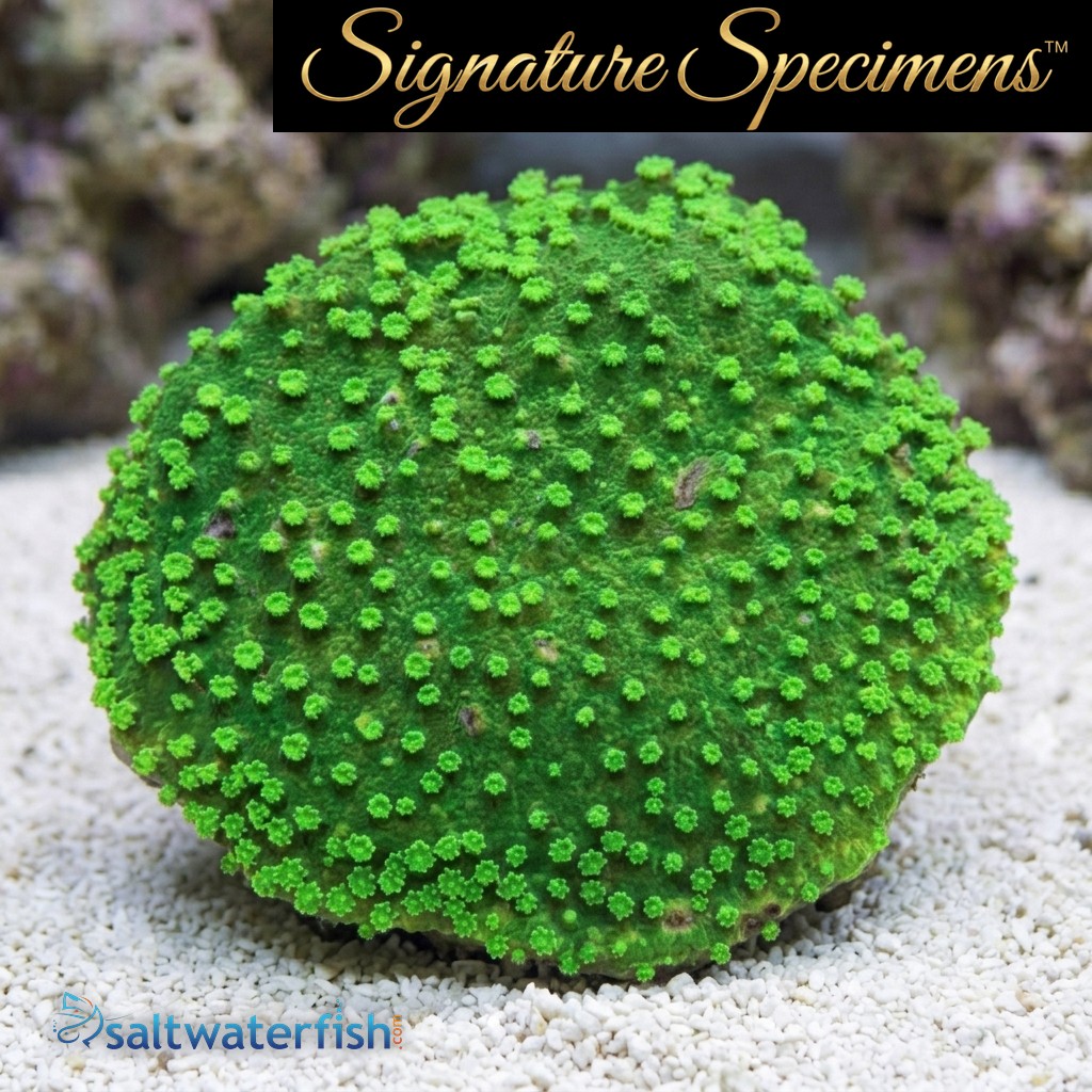 Montipora Ultra
