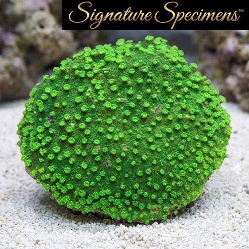 Montipora Ultra