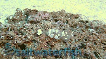 White Patched Anemone Shrimp