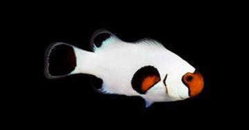 Wyoming White Clownfish - Captive Bred - QM Labs