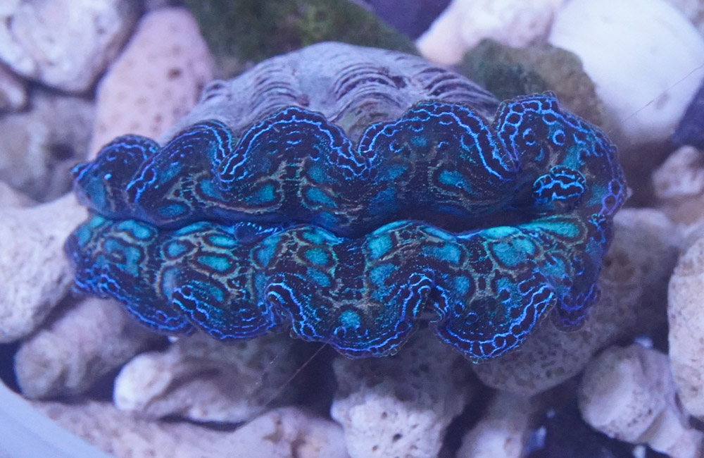 Crocea Ultra.