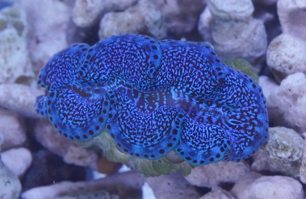 Maxima Clam : Blue/Turquoise Ultra - Aquacultured