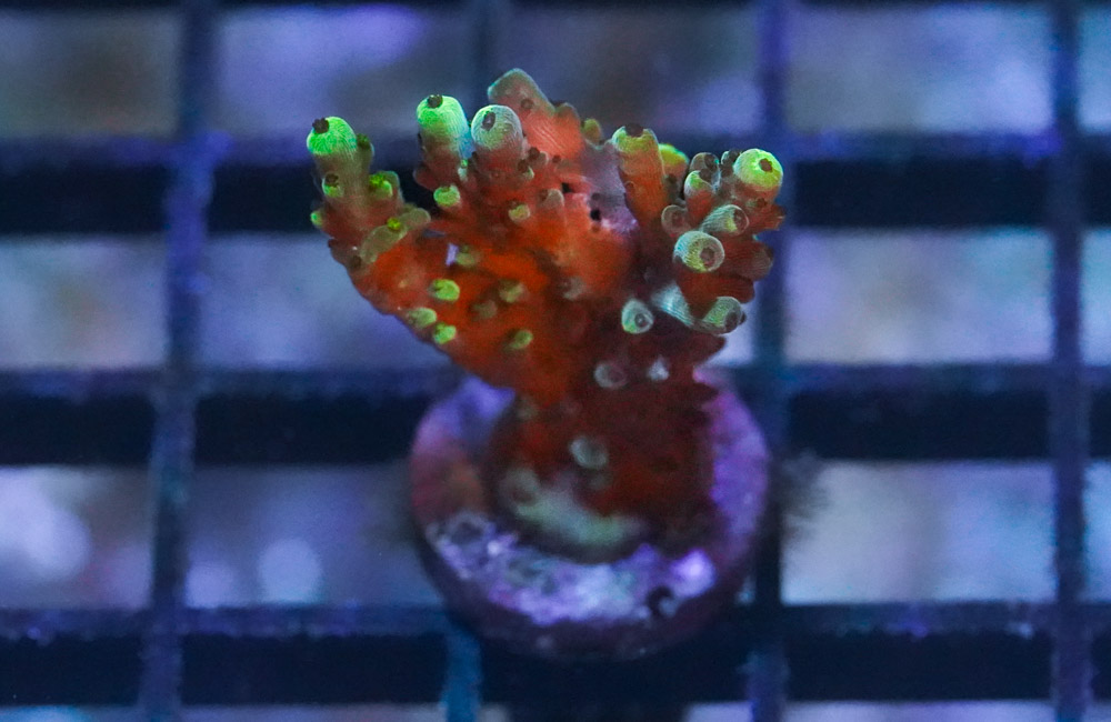 Acropora, Solomon Split