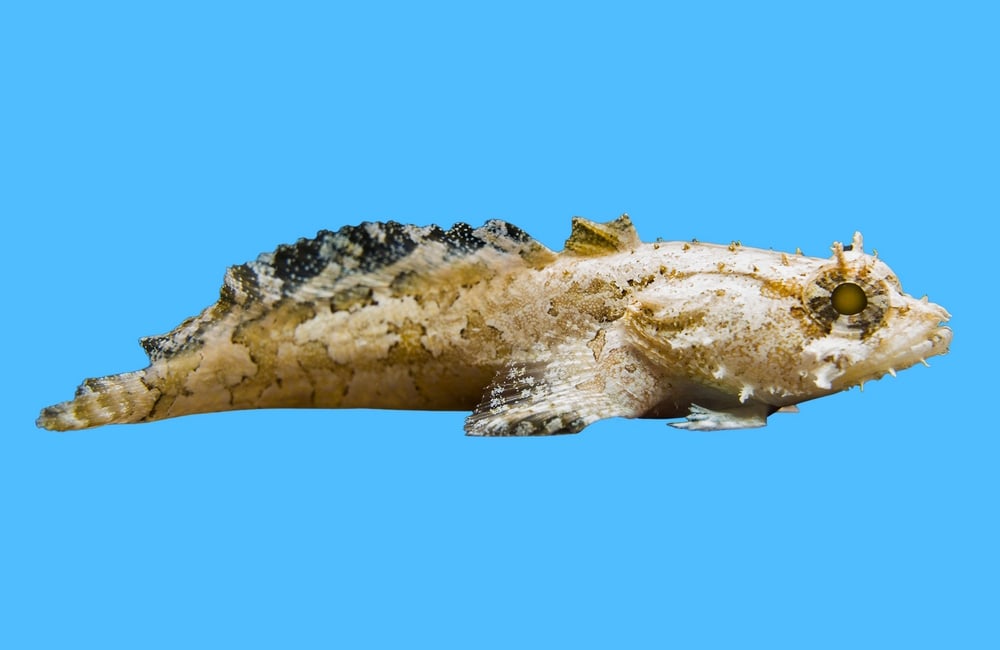 Toadfish, Colored
