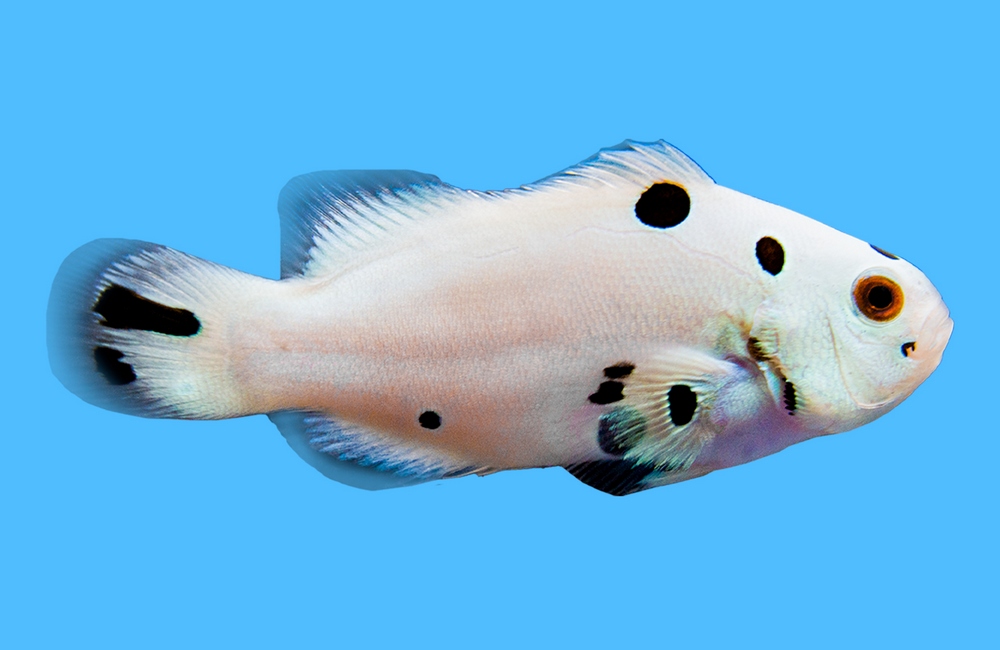 Ocellaris, Storm Super, QM Labs